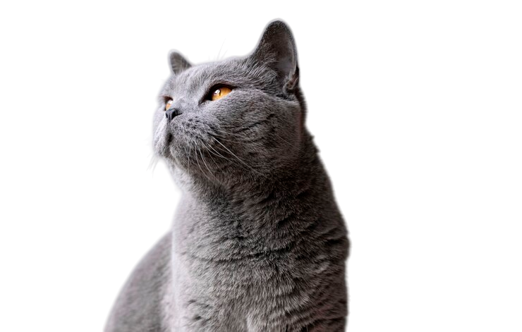 Зоотовары для кошек